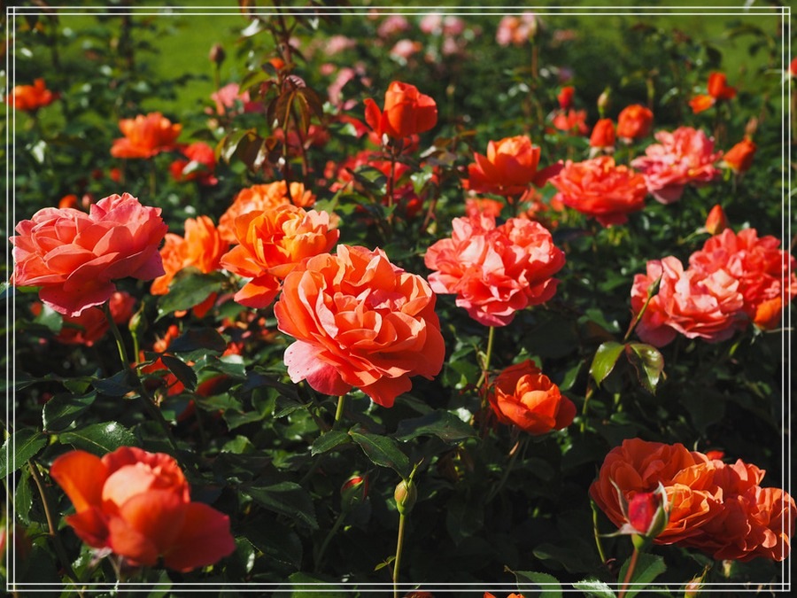 Theodor Fontane róże rabatowe 